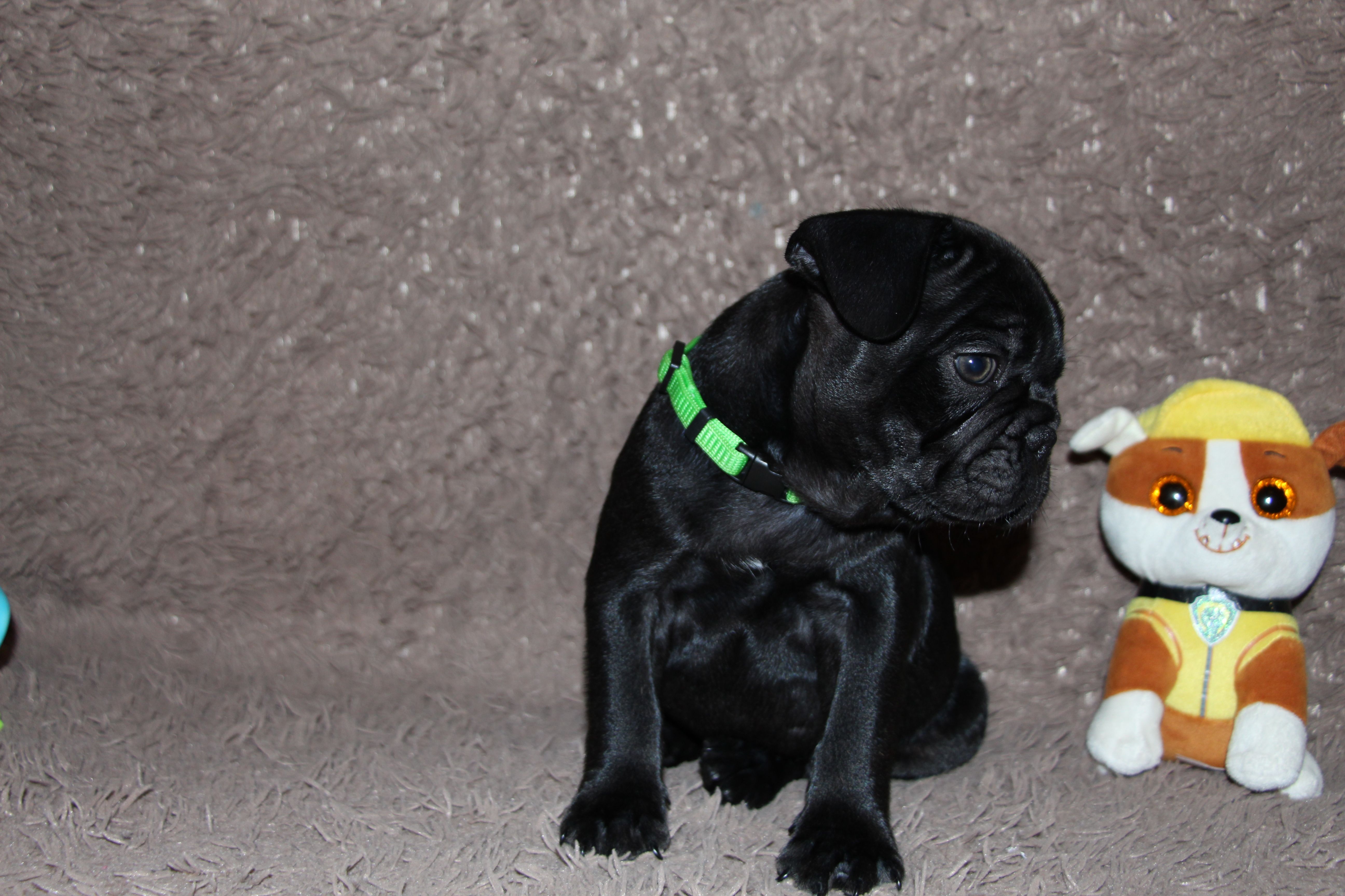 <svg class='green'></svg> <b>Mr.Sirius Black</b> <svg class='green'></svg>